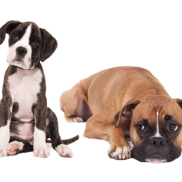 Hunderasse Hundehaftpflicht Versicherung Vergleich und Test 2020