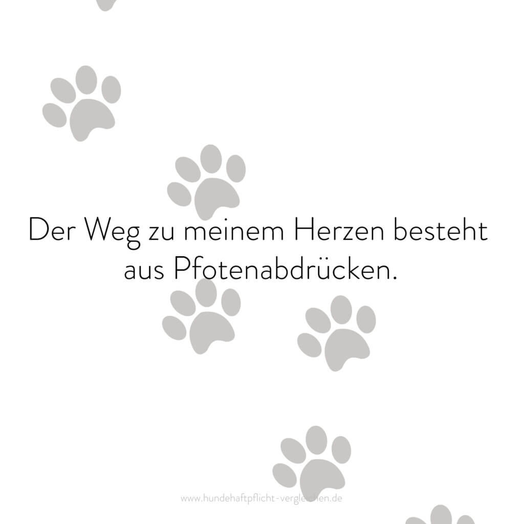 HundehaftpflichtVergleichenFunFact3 Hundehaftpflicht Versicherung